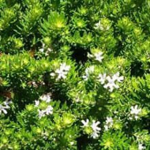 Coastal Rosemary Flat n Fruity (Westringia fruticosa) - Ladybird Nursery