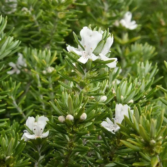 Coastal Rosemary Flat n Fruity (Westringia fruticosa) - Ladybird Nursery