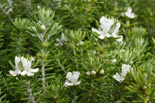 Coastal Rosemary Flat n Fruity (Westringia fruticosa) - Ladybird Nursery