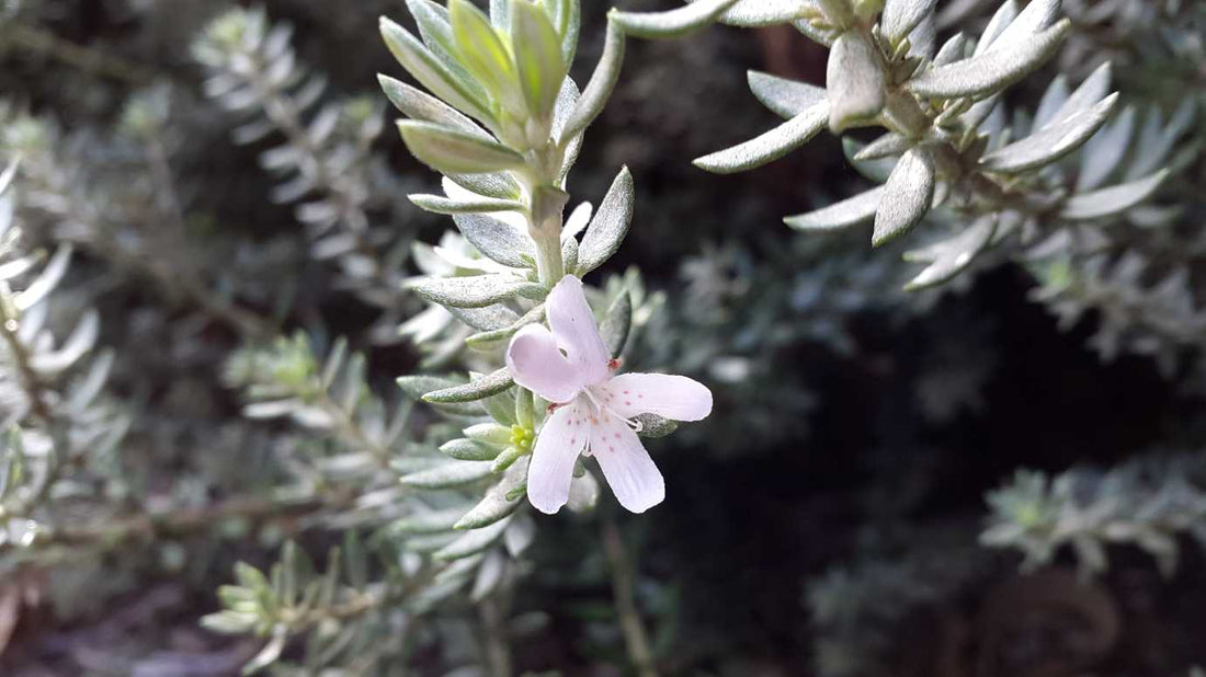 Coastal Rosemary Zena (Westringia fruticosa) - Ladybird Nursery