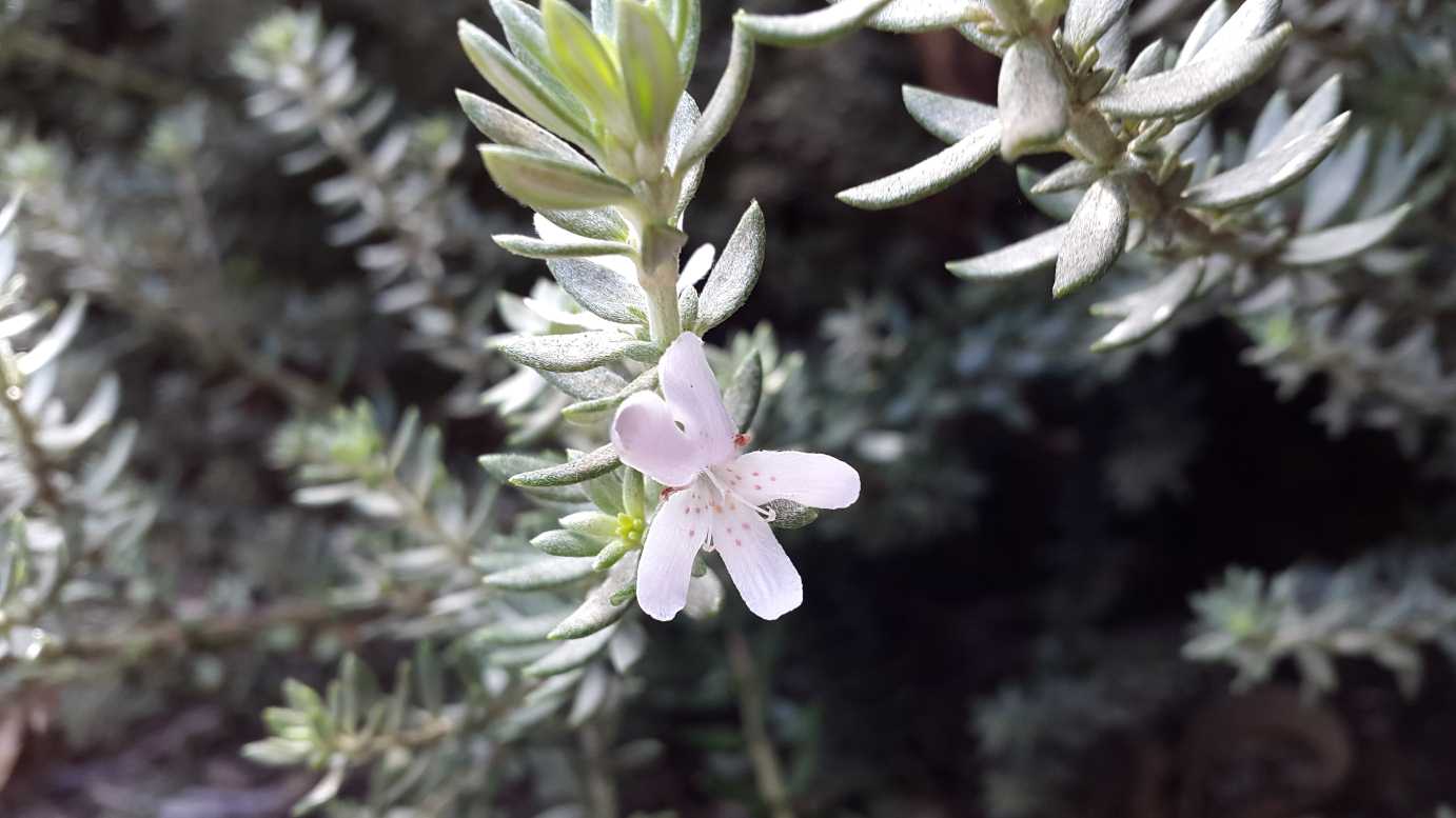 Coastal Rosemary Zena (Westringia fruticosa)