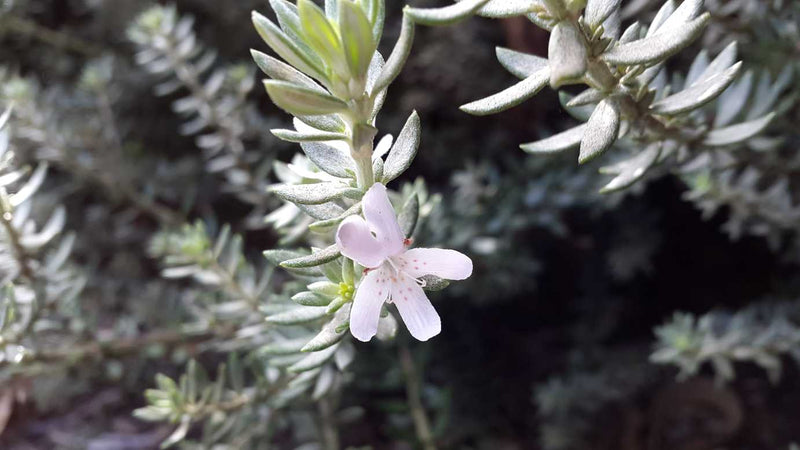 Coastal Rosemary Zena (Westringia fruticosa)