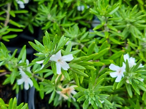 Coastal Rosemary Flat n Fruity (Westringia fruticosa) - Ladybird Nursery