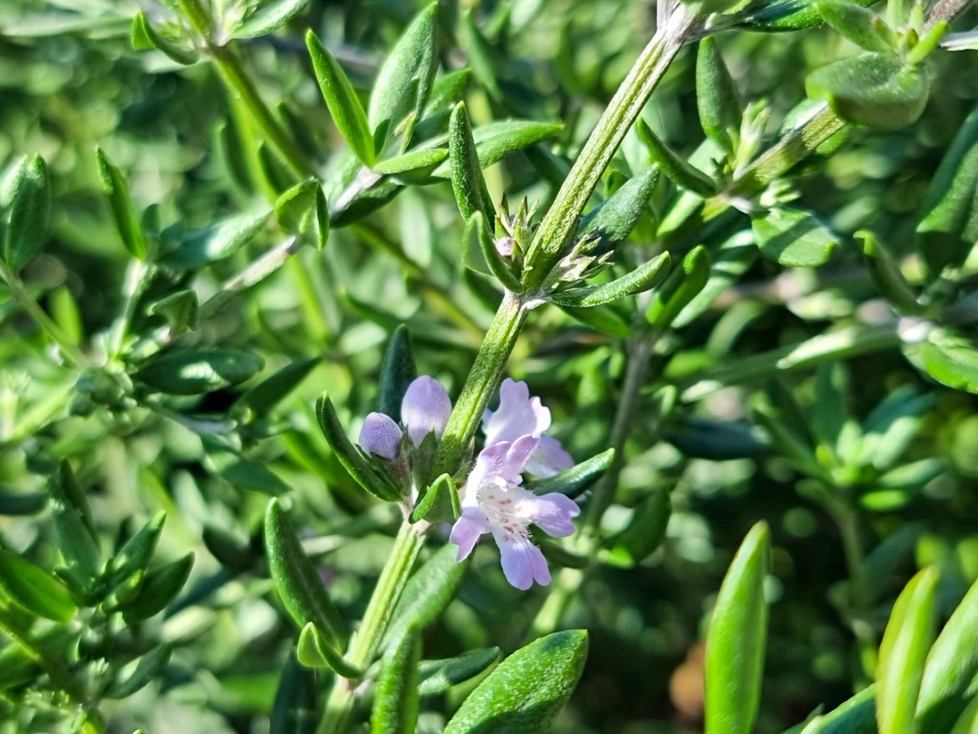 Coastal Rosemary OZBREED AUSSIE BOX® (Westringia hyb.)