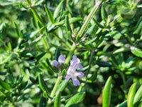 Coastal Rosemary OZBREED AUSSIE BOX® (Westringia hyb.)