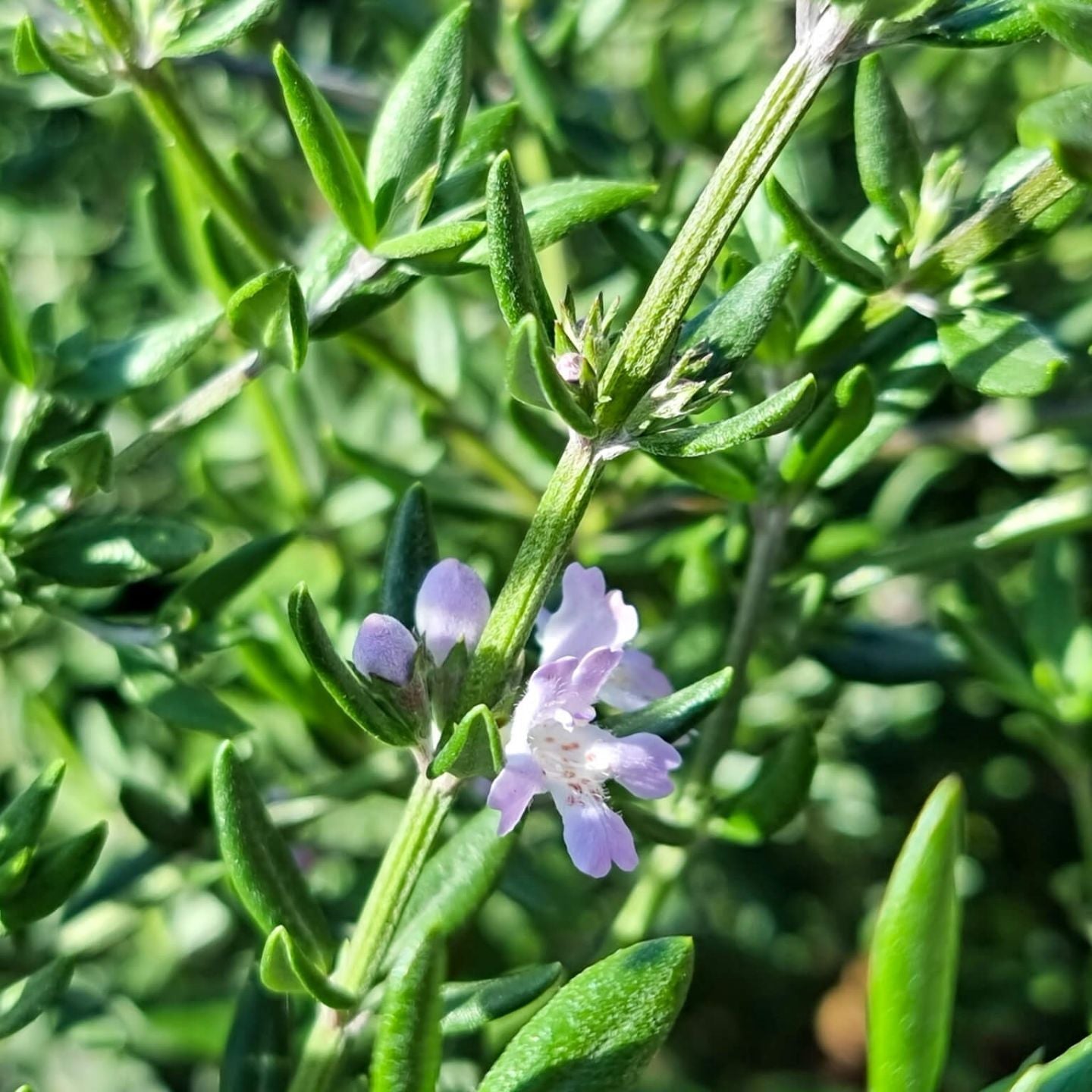 Coastal Rosemary OZBREED AUSSIE BOX® (Westringia hyb.) - Ladybird Nursery