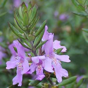 Coastal Rosemary BLUE GEM™ (Westringia hyb.)
