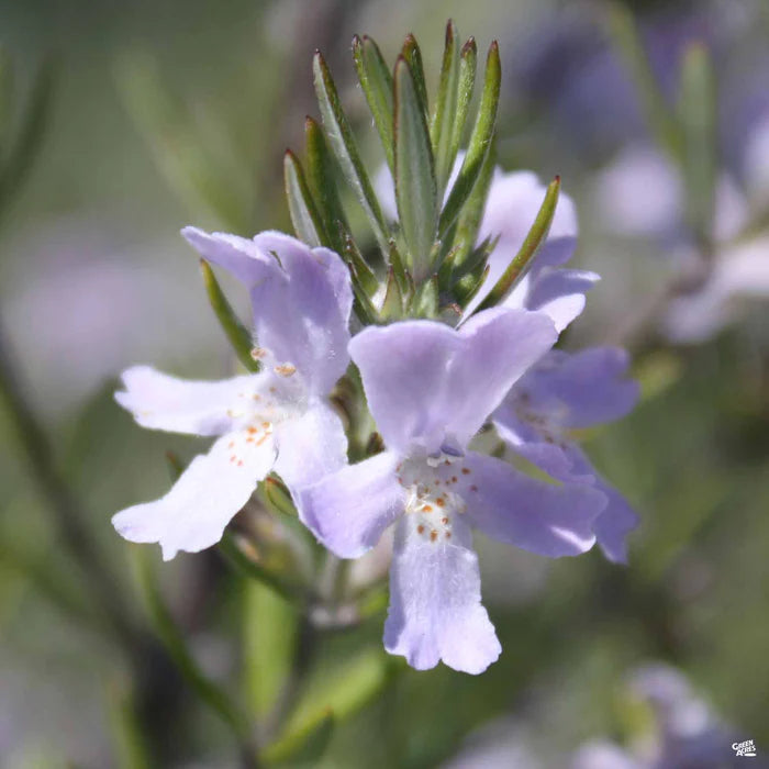 Coastal Rosemary Wynyabbie Gem (Westringia)