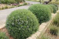 Westringia 'Mauve Skies' - Ladybird Nursery