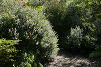 Westringia 'Mauve Skies' - Ladybird Nursery