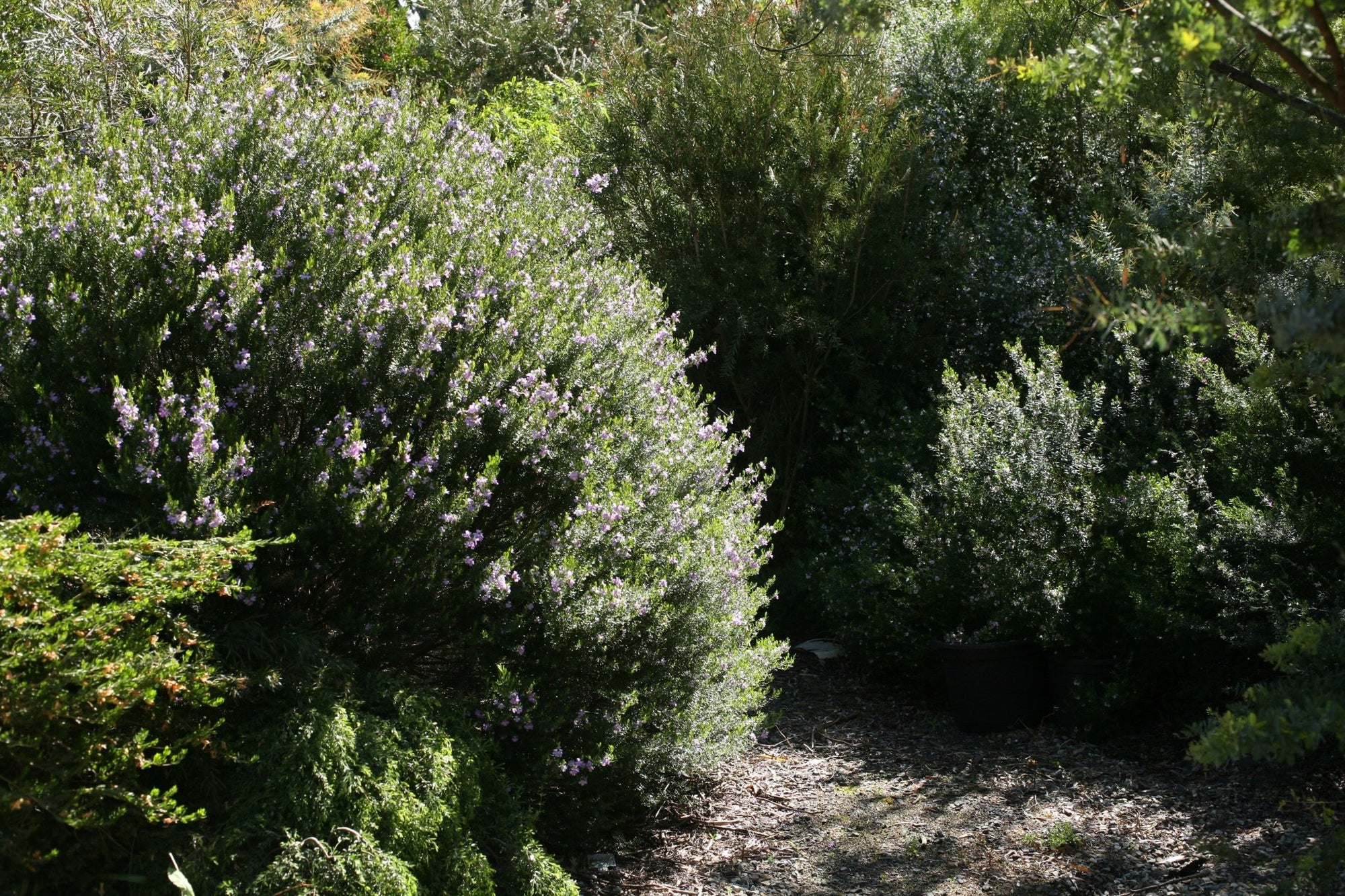 Westringia 'Mauve Skies' - Ladybird Nursery