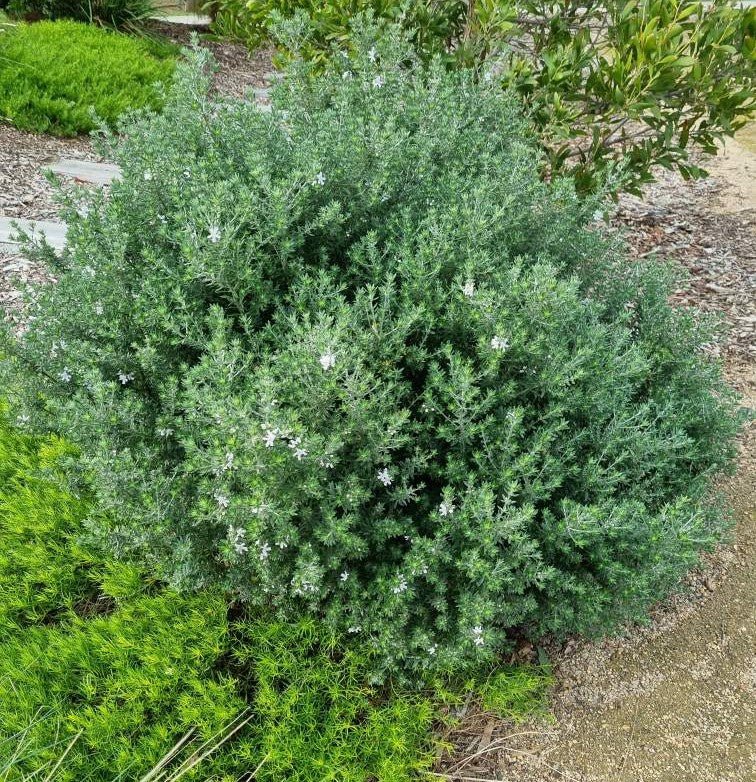 Westringia 'Mauve Skies' - Ladybird Nursery