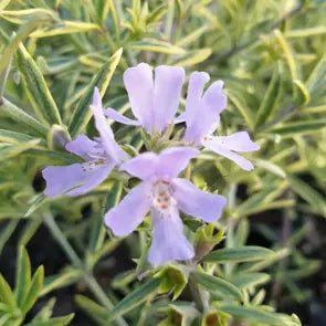 Westringia 'Mauve Skies' - Ladybird Nursery
