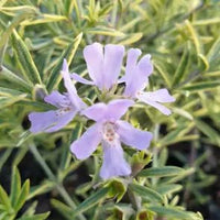 Westringia 'Mauve Skies' - Ladybird Nursery