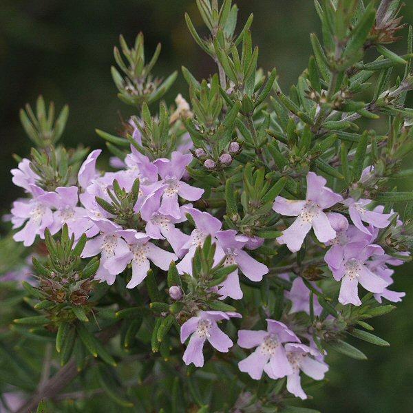 Coastal Rosemary Wynyabbie Gem (Westringia)