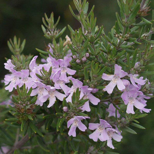 Coastal Rosemary Wynyabbie Gem (Westringia) - Ladybird Nursery