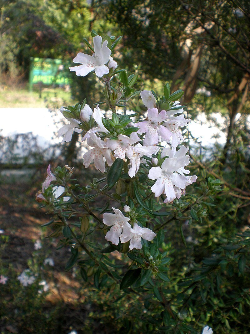 Coastal Rosemary Silver Lining (Westringia brevifolia) - Ladybird Nursery