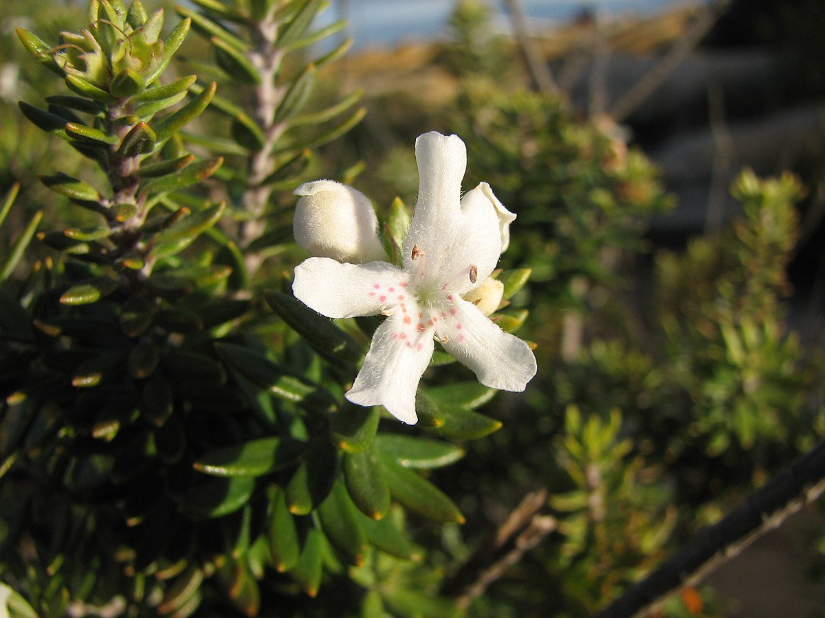 Coastal Rosemary Tooti Frooti (Westringia fruticosa) - Ladybird Nursery