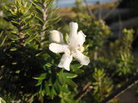 Coastal Rosemary GREY BOX™ (Westringia fruticosa)