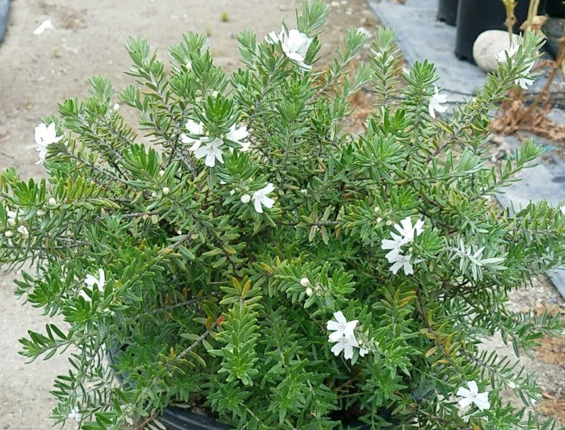 Coastal Rosemary MUNDI™ (Westringia fruticosa) - Ladybird Nursery