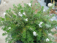 Coastal Rosemary MUNDI™ (Westringia fruticosa)