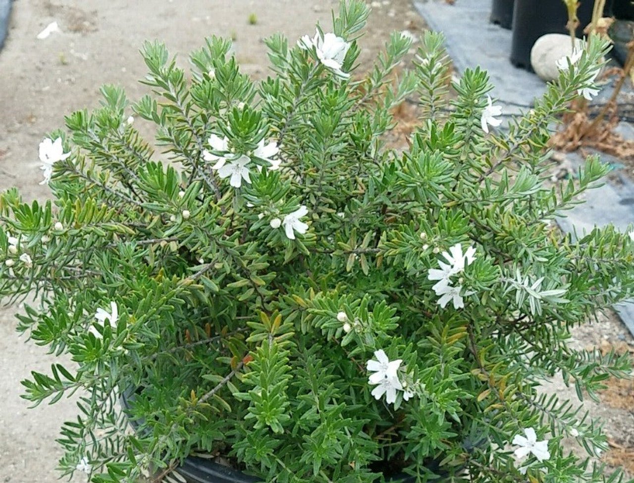 Coastal Rosemary MUNDI™ (Westringia fruticosa) - Ladybird Nursery