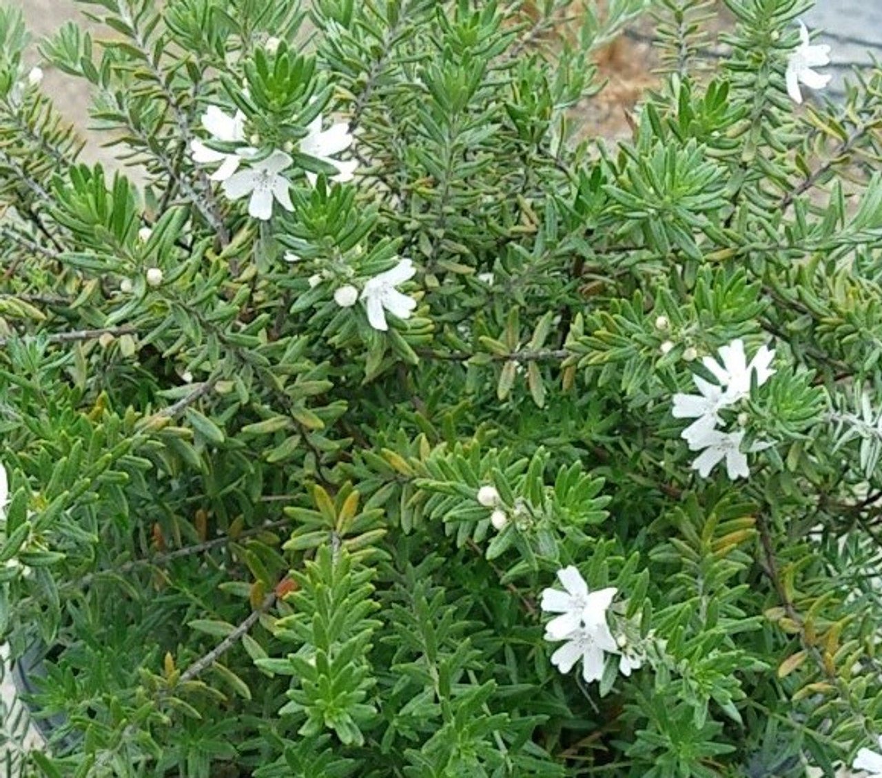 Coastal Rosemary Little Westie (Westringia) - Ladybird Nursery