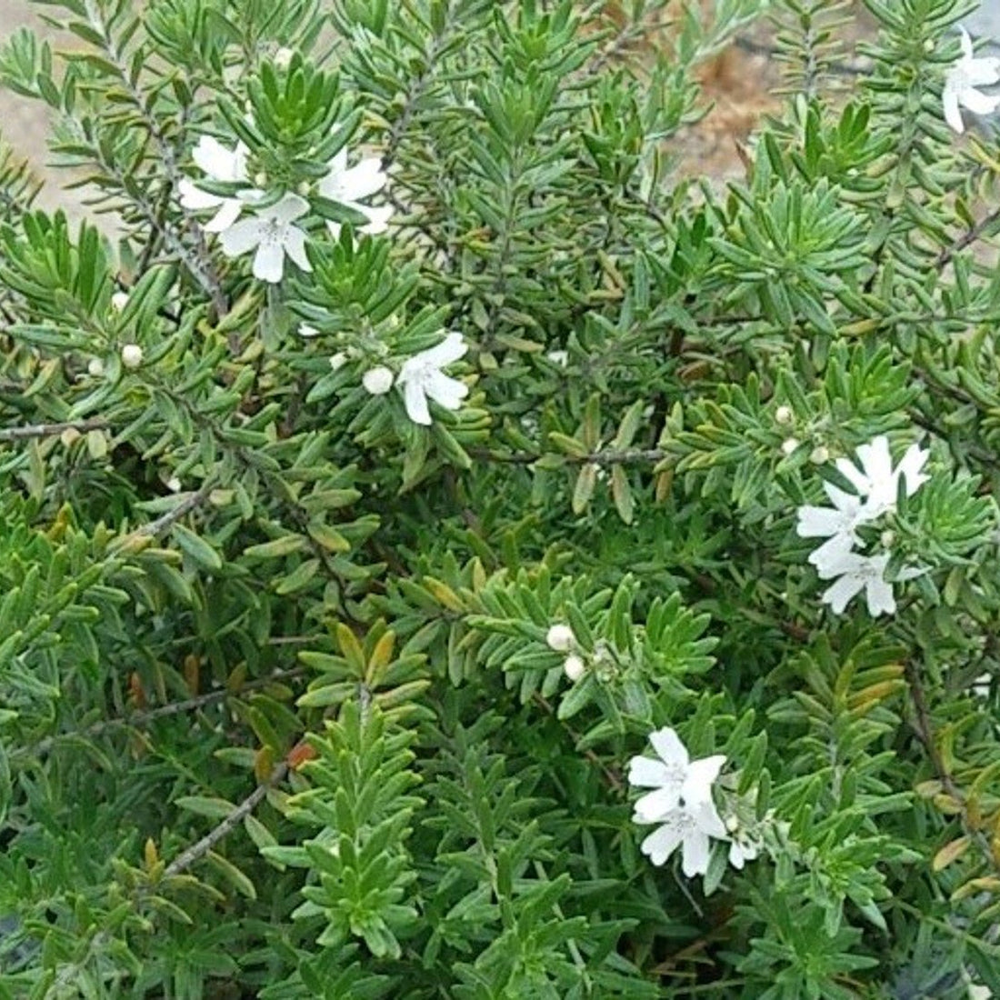Coastal Rosemary Zena (Westringia fruticosa) - Ladybird Nursery