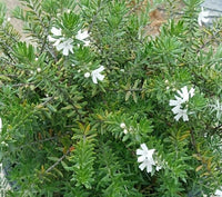 Coastal Rosemary Zena (Westringia fruticosa)