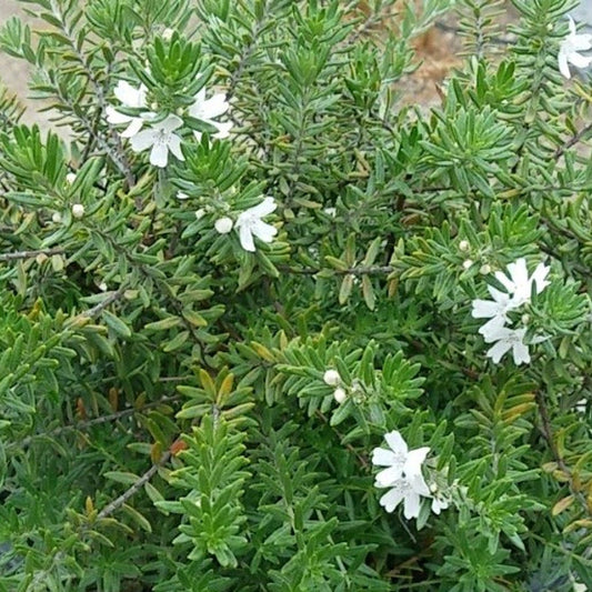 Coastal Rosemary Zena (Westringia fruticosa) - Ladybird Nursery