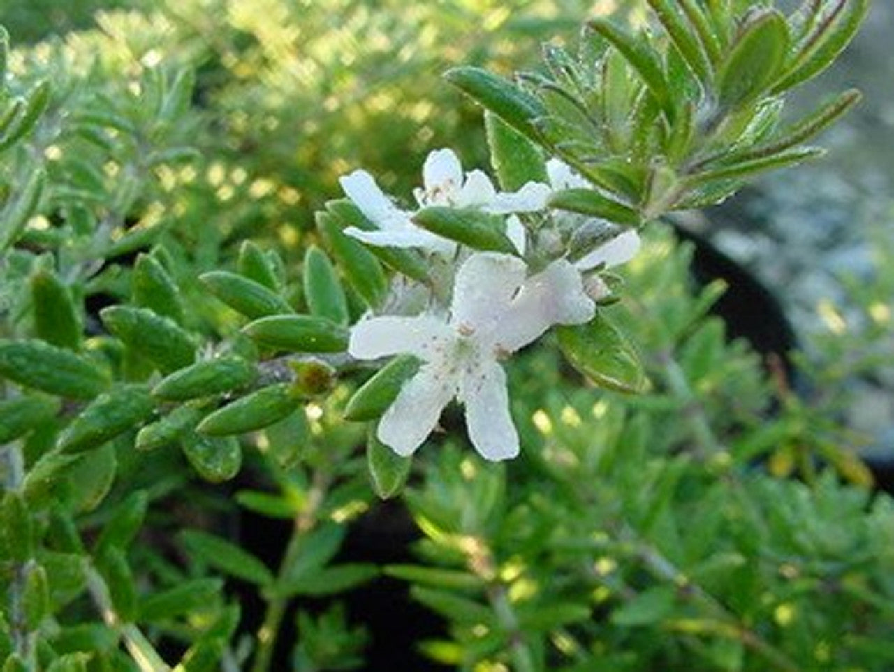Coastal Rosemary (Westringia fruticosa)
