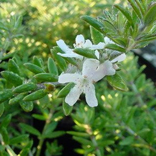 Coastal Rosemary (Westringia fruticosa) - Ladybird Nursery
