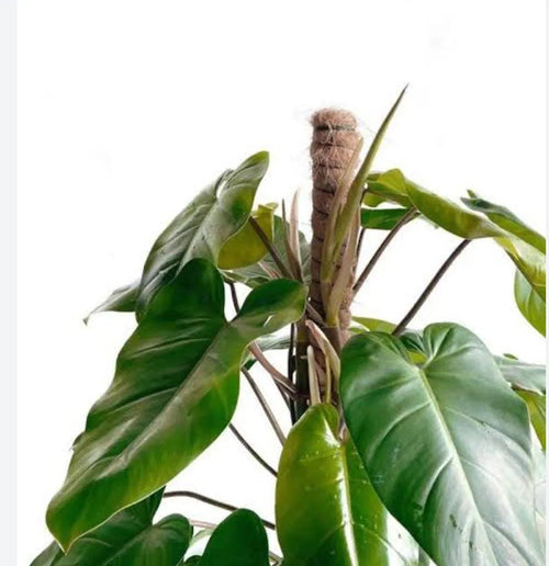 Philodendron Emerald Green - Ladybird Nursery