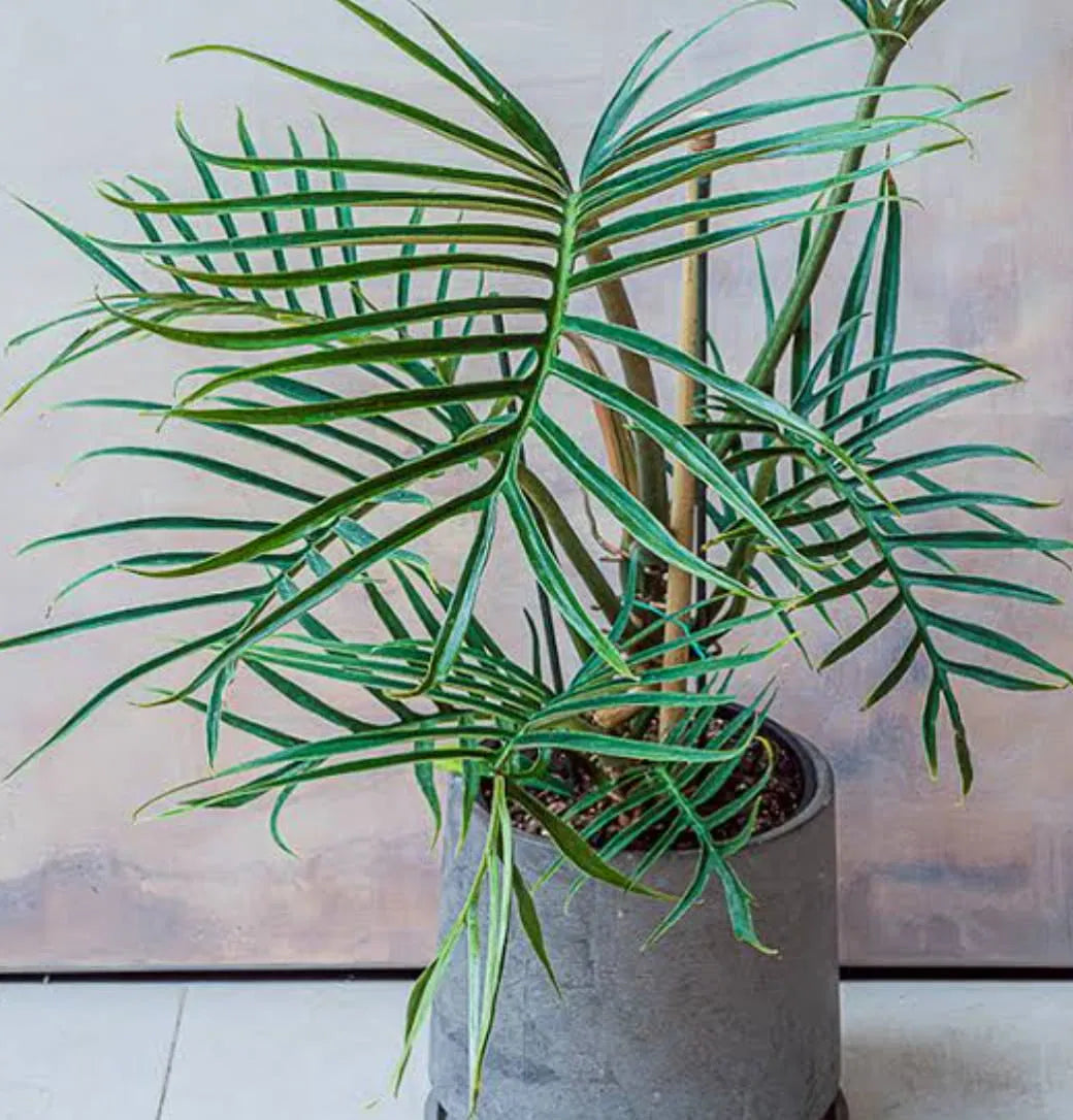 Philodendron (Philodendron tortum)