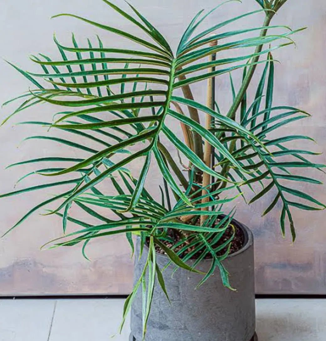 Philodendron (Philodendron tortum) - Ladybird Nursery