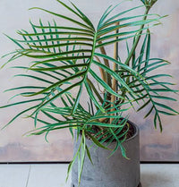 Philodendron (Philodendron tortum)