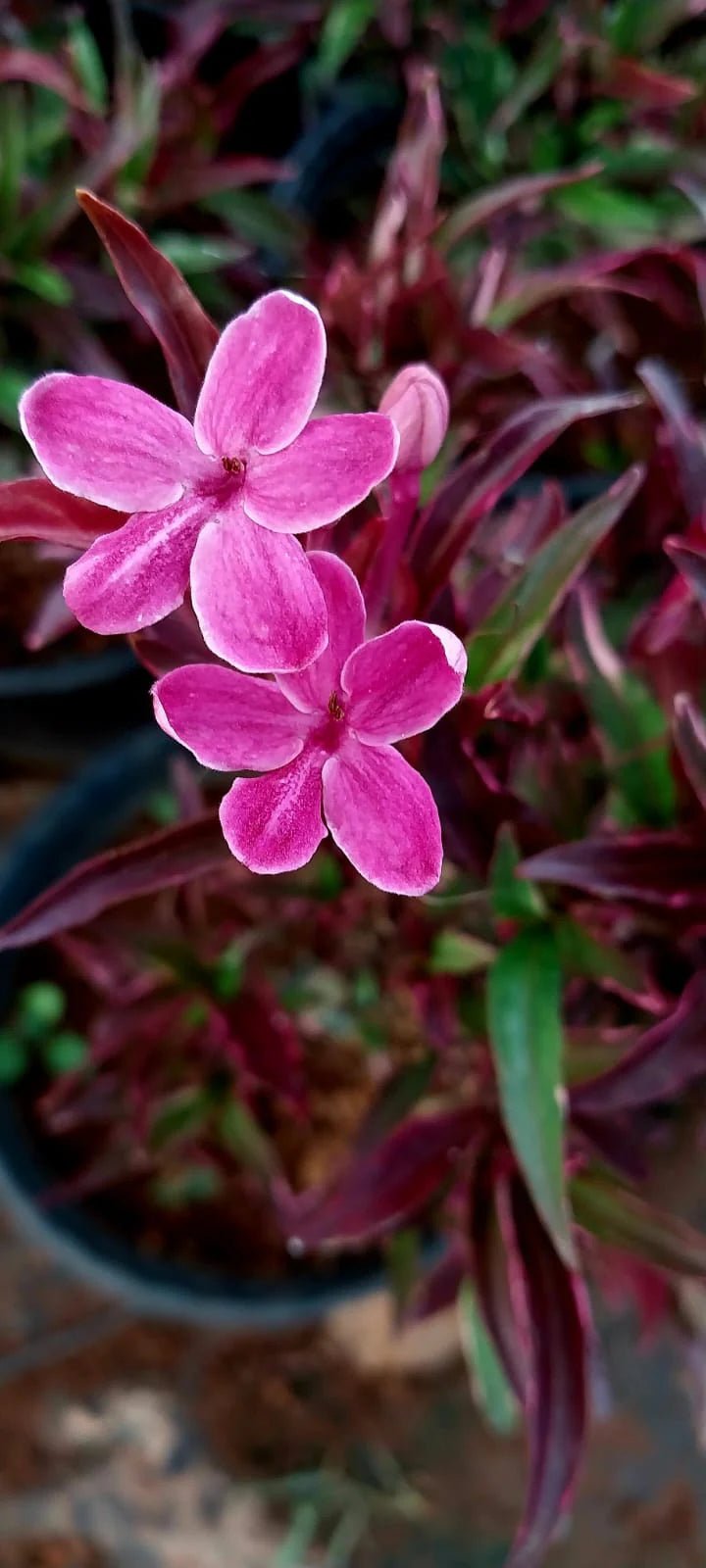 Purple Dazzler Barleria (Barleria obtusa) - Ladybird Nursery