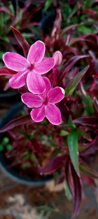Purple Dazzler Barleria (Barleria obtusa)