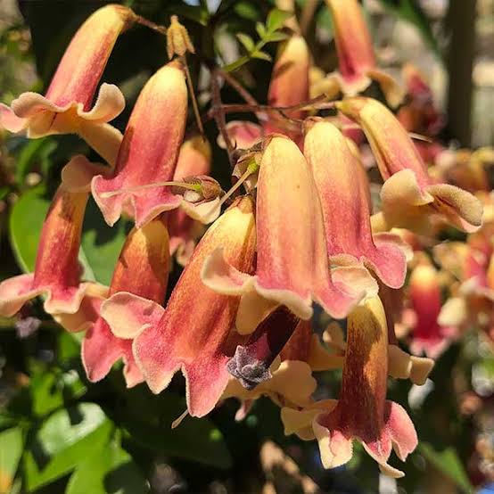 Wonga Wonga Vine Ruby Belle (Pandorea pandorana) - Ladybird Nursery