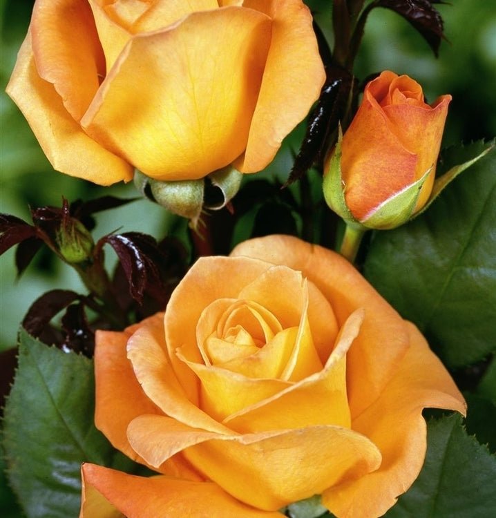 Rose Whisky (Rosa) - Ladybird Nursery
