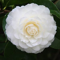 Camellia Ecclesfield (Camellia japonica)