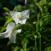 Bougainvillea Crimson Jewel (Bougainvillea glabra) - Ladybird Nursery
