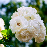 Rose Flower Carpet White (Rosa)