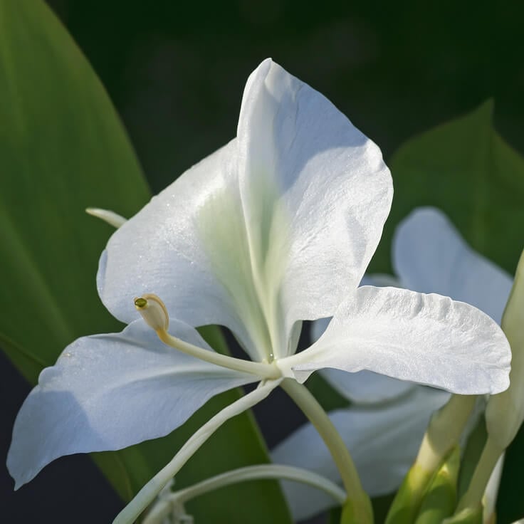 White Ginger Lily (Hedychium coronarium)