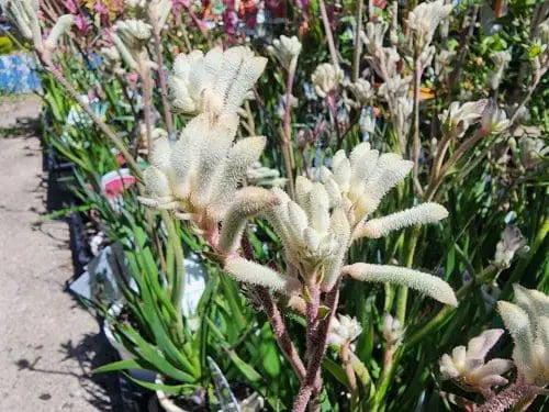 Toatoa Wellington Bronze (Haloragis erecta)
