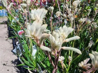 Woolly Pincushions Cadda mambrina (Conostylis pauciflora) - Ladybird Nursery