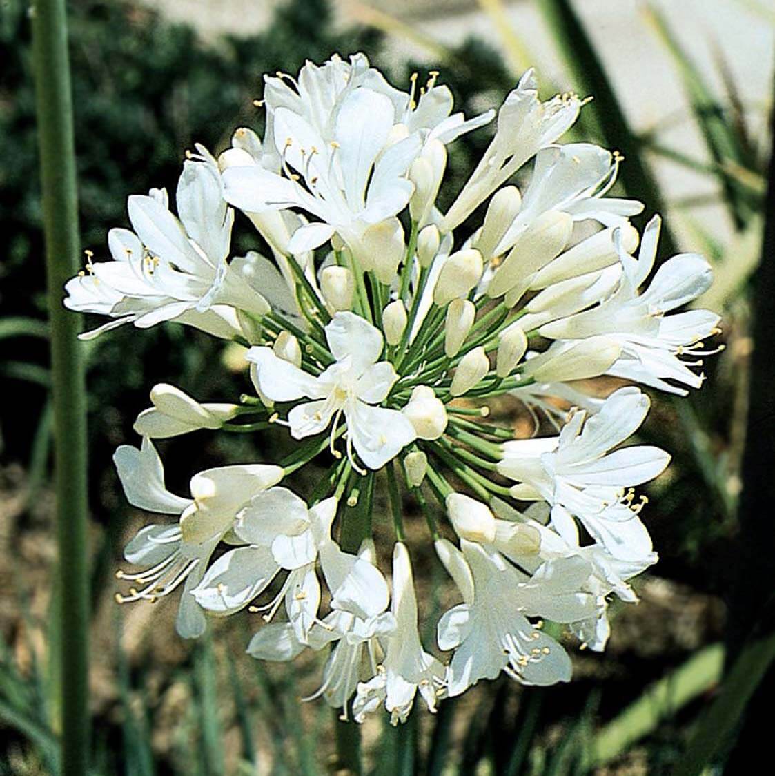Agapanthus spp. White