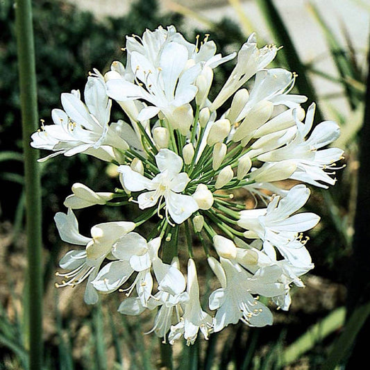 Agapanthus spp. White
