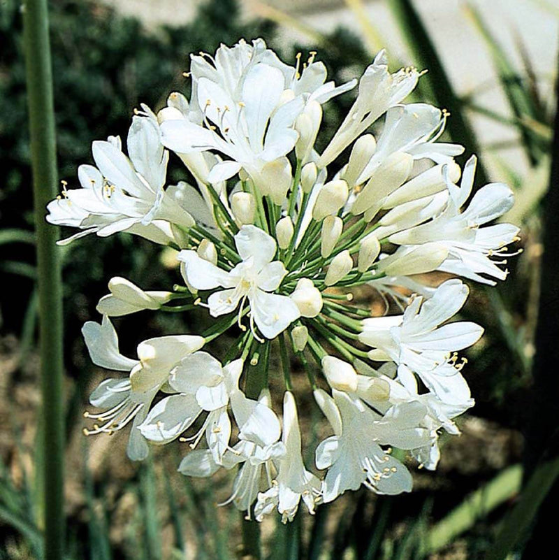 Agapanthus spp. White
