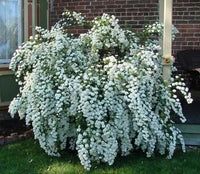 Rhododendron Gandolf - Ladybird Nursery